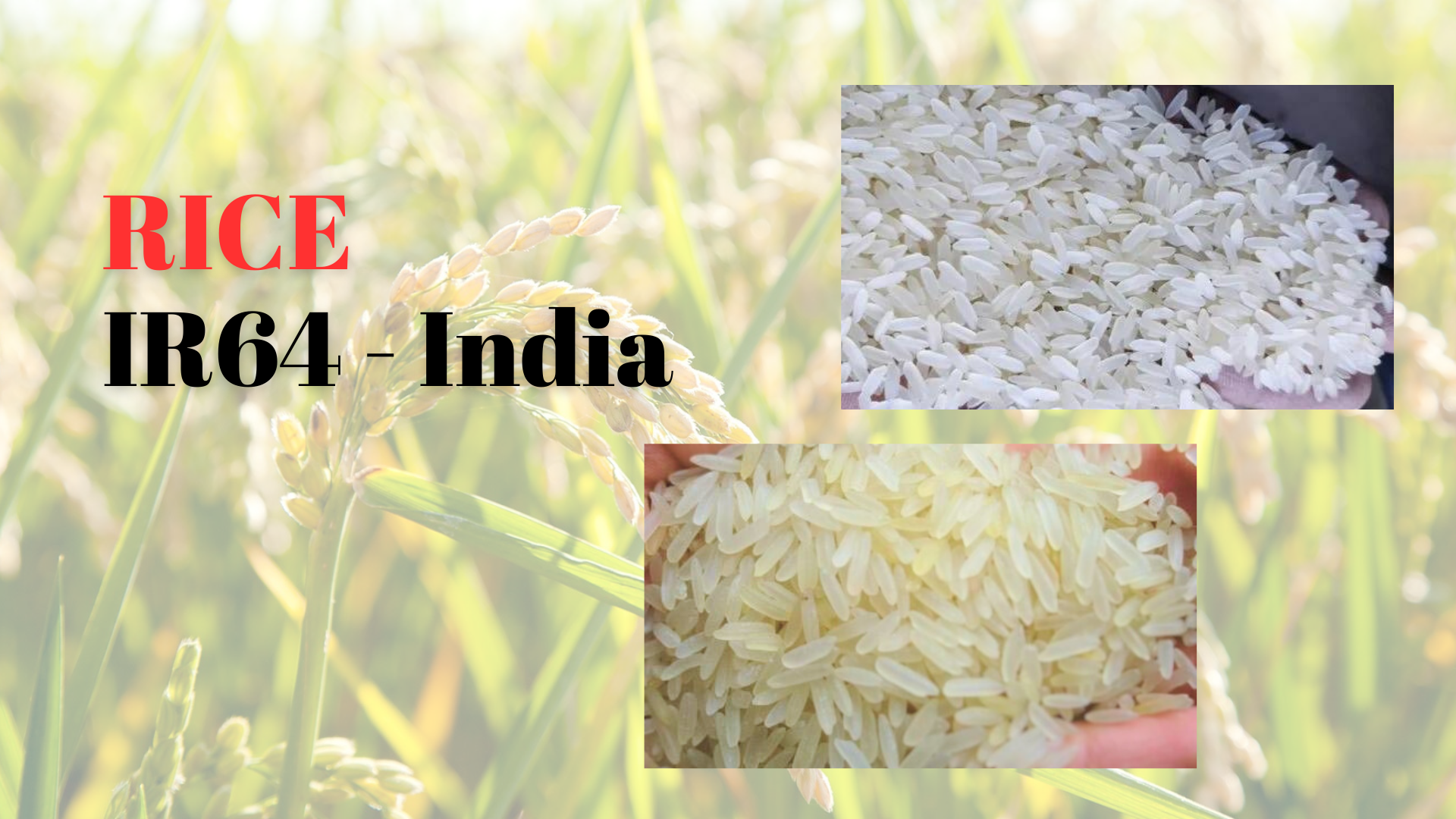 Sales Offer: IR64 Rice (Origin - India)