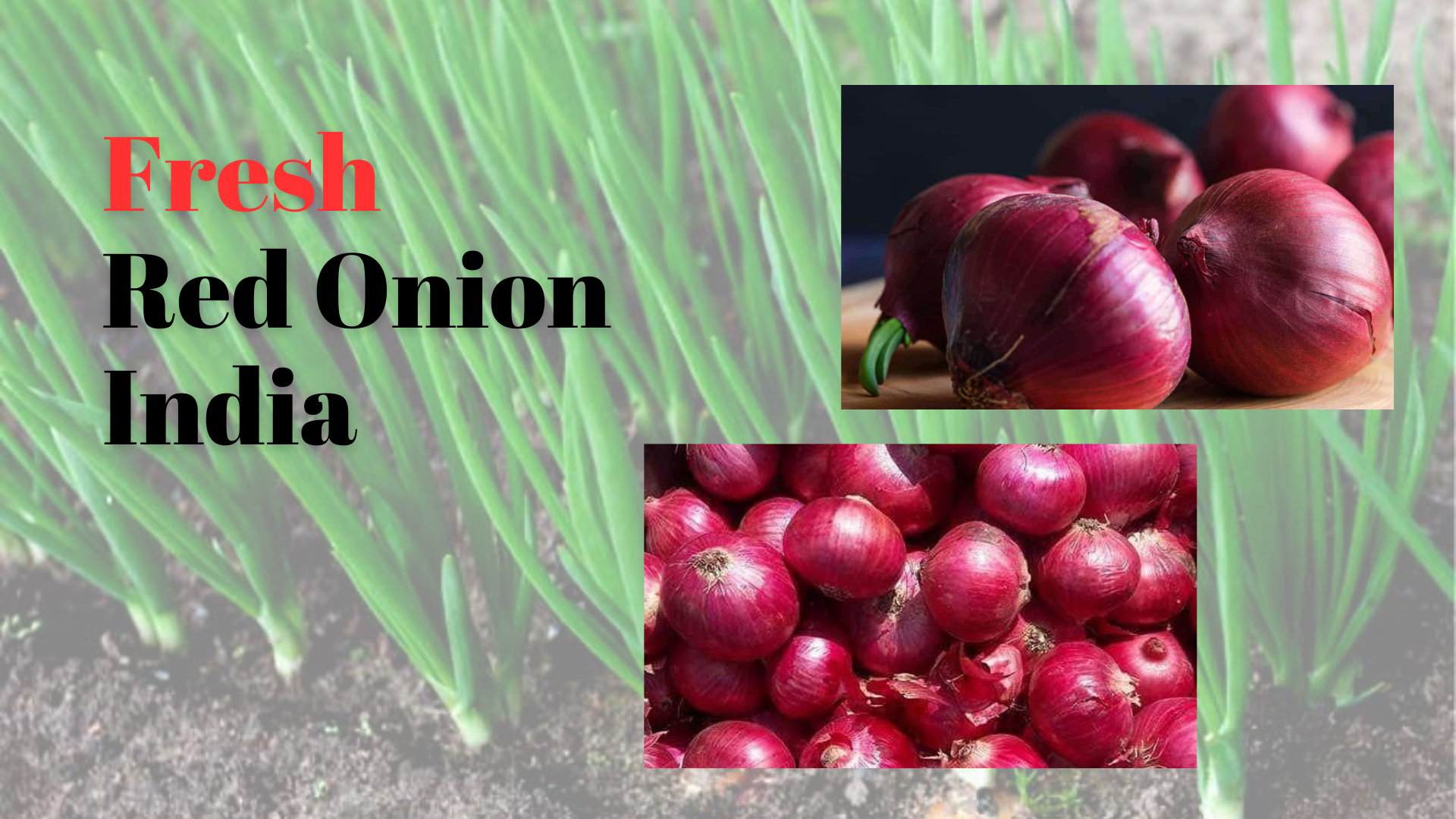 Sales Offer: Fresh Indian Red Onion